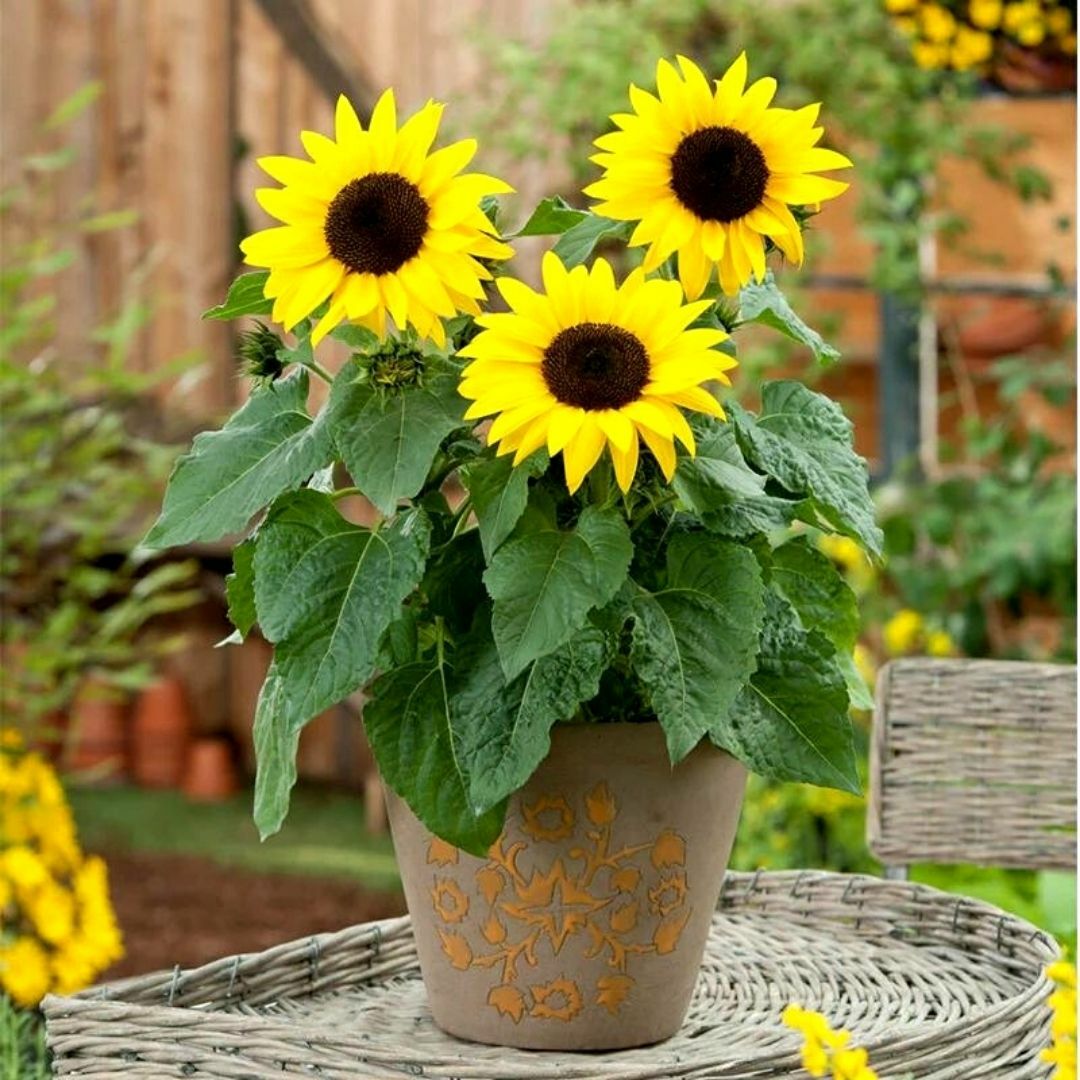 Süs Ayçiçeği Tohumu Baver - Helianthusannus