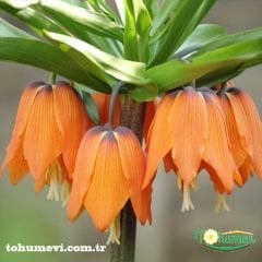 Turuncu Ters Lale Soğanı – Fritillaria İmperialis