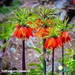 Turuncu Ters Lale Soğanı – Fritillaria İmperialis