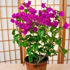 Bodur Begonvil Fidanı – Bougainvillea Glabra - Mor