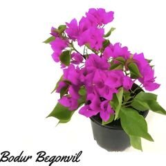 Bodur Begonvil Fidanı – Bougainvillea Glabra - Mor