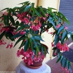Söğüt Begonya  Çiçeği Saksıda – Begonia Maculata