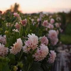 Kampanya 5 Adet Dev Dahlia Yıldız Çiçeği Kök - Dalya - Patates Çiçeği