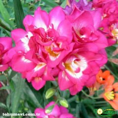 Frezya Çiçeği ( Fresia ) - ARPA ÇİÇEĞİ - Pembe