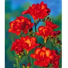 Frezya ( Fresia ) Soğanı Double - Arpa Çiçeği - Kırmızı