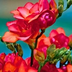 Frezya ( Fresia ) Soğanı Double - Arpa Çiçeği - Kırmızı