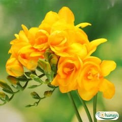 Frezya Çiçeği Soğanı Sarı – Fresia – Arpa Çiçeği