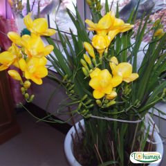 Frezya Çiçeği Soğanı Sarı – Fresia – Arpa Çiçeği
