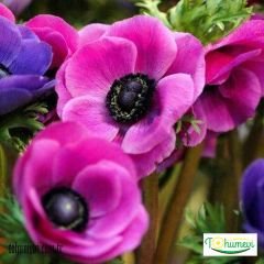 ﻿Anemone Çiçeği Soğanı Bordo – Coronaria De Cean