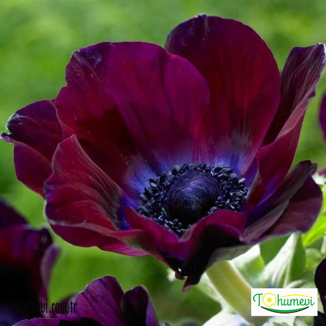 ﻿Anemone Çiçeği Soğanı – Coronaria De Cean