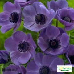 ﻿Anemone Çiçeği Soğanı – Coronaria De Cean
