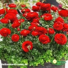 ﻿Ranunculus – Düğün Çiçeği Kök Soğanı