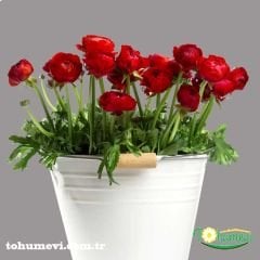 ﻿Ranunculus – Düğün Çiçeği Kök Soğanı