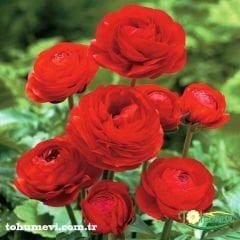 ﻿Ranunculus – Düğün Çiçeği Kök Soğanı