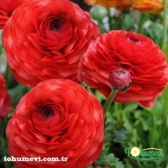 ﻿Ranunculus – Düğün Çiçeği Kök Soğanı