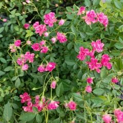 ﻿Mini Gül Saksıda Pembe - Rose Chinensis