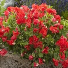 Kırmızı Nazende Itırşahi Sarmaşık Tohumu - Lathyrus Odoratus – Kokulu Bezelye Çiçeği