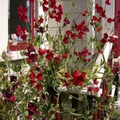 Kırmızı Nazende Itırşahi Sarmaşık Tohumu - Lathyrus Odoratus – Kokulu Bezelye Çiçeği