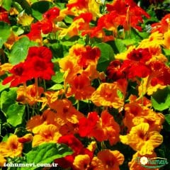 ﻿Latin Çiçeği Tohumu Kırmızı - Tropaeolum Majus