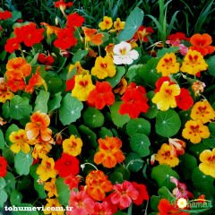 ﻿Latin Çiçeği Tohumu Kırmızı - Tropaeolum Majus