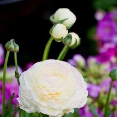 Beyaz Şakayık çiçeği Fidesi – Acem Düğün Çiçeği