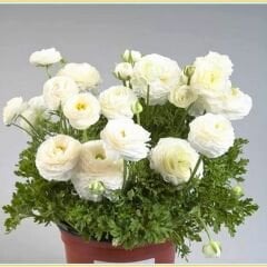 Beyaz Şakayık çiçeği Fidesi – Acem Düğün Çiçeği