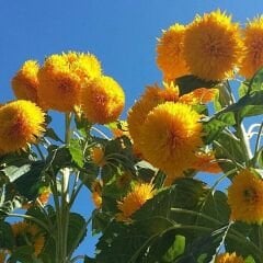 Ponpon Süs Ayçiçeği Tohumu Katlı  – Orange Sun