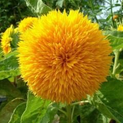 Ponpon Süs Ayçiçeği Tohumu Katlı  – Orange Sun