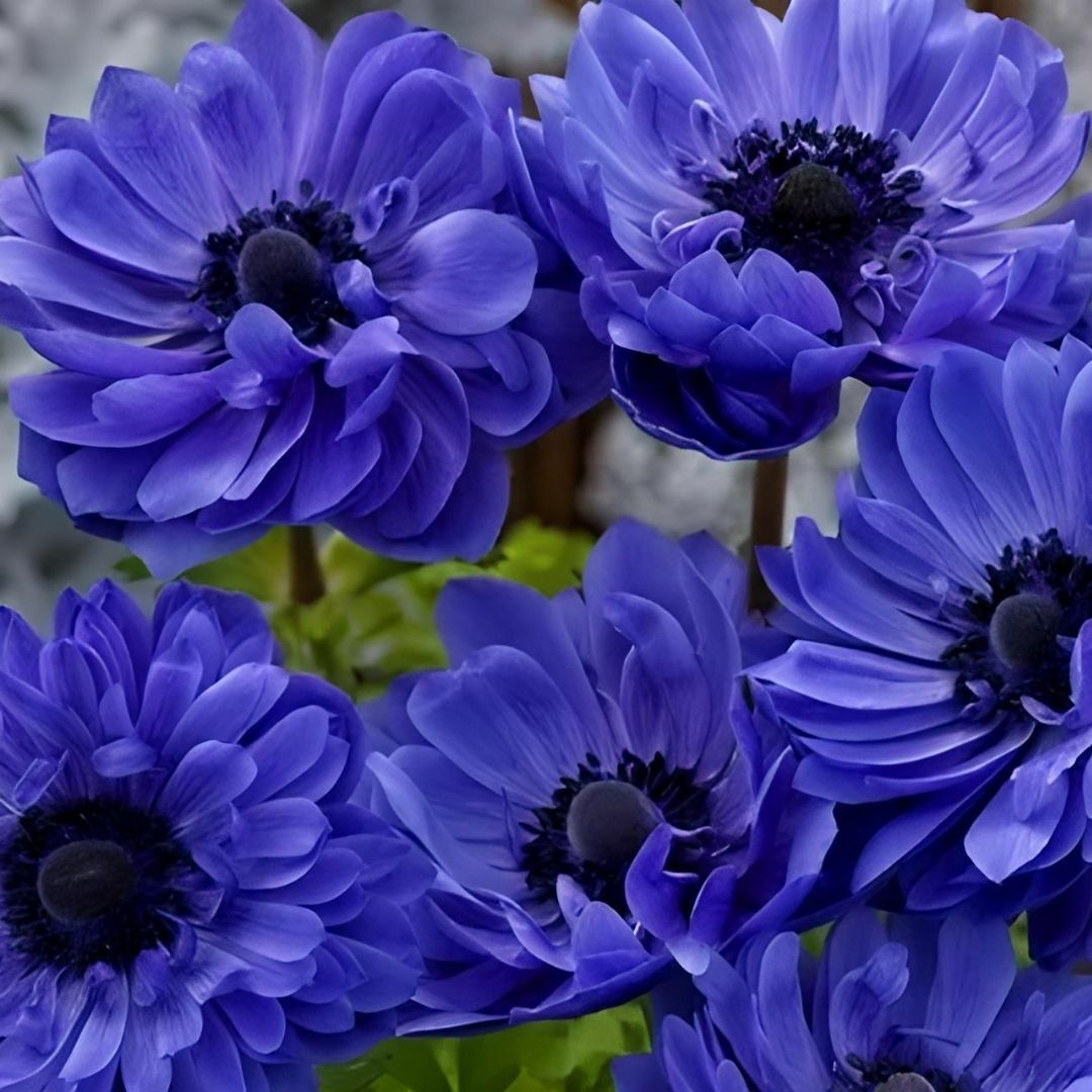 Anemone Çiçeği Soğanı Katlı – Lord Lıeutenant - Mavi