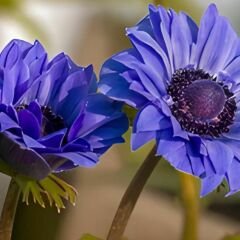 Anemone Çiçeği Soğanı Katlı – Lord Lıeutenant - Mavi