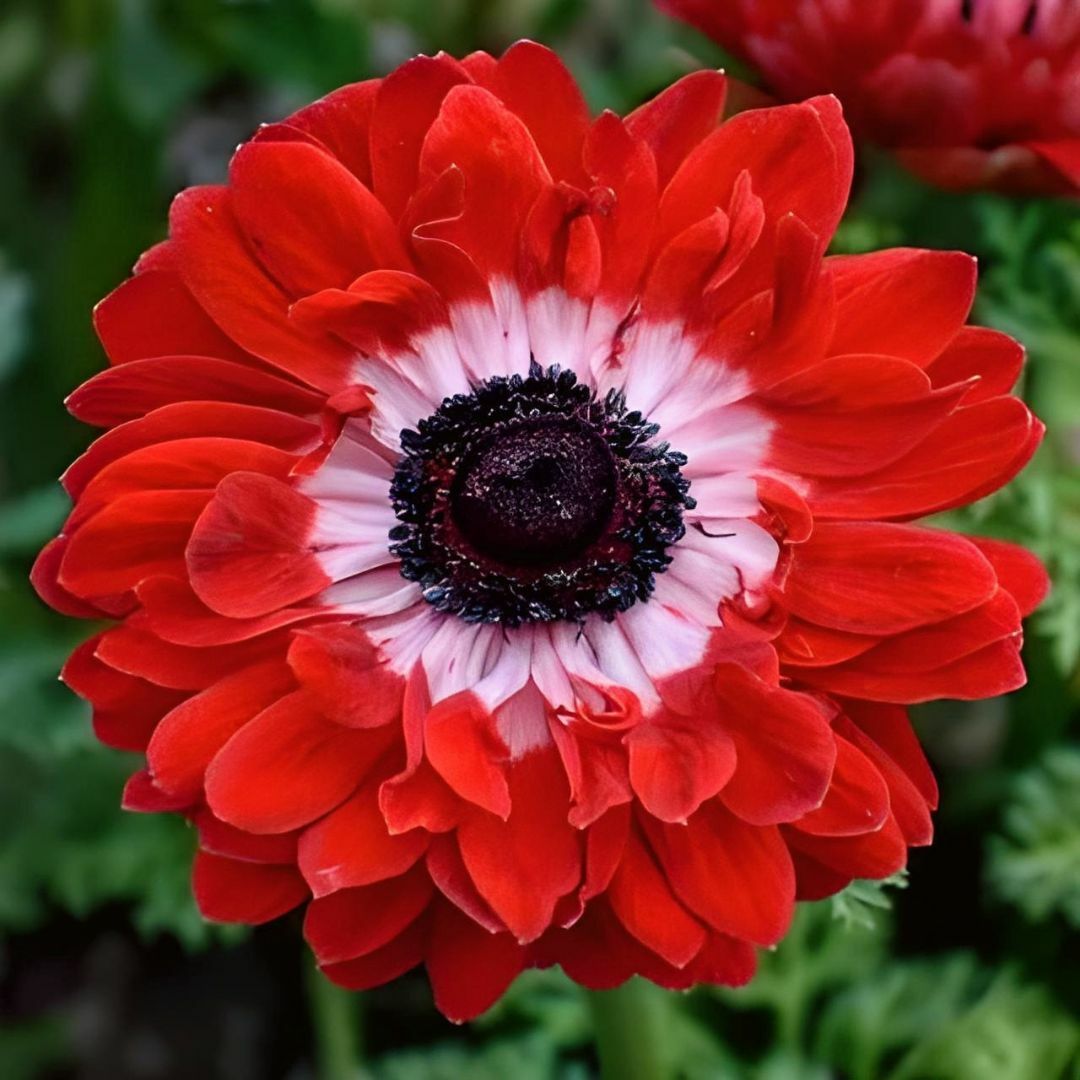 Anemone Çiçeği Soğanı Katlı – Governor - Kırmızı