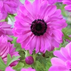 Anemone Çiçeği Soğanı Katlı – Admiral - Pembe