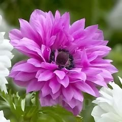 Anemone Çiçeği Soğanı Katlı – Admiral - Pembe