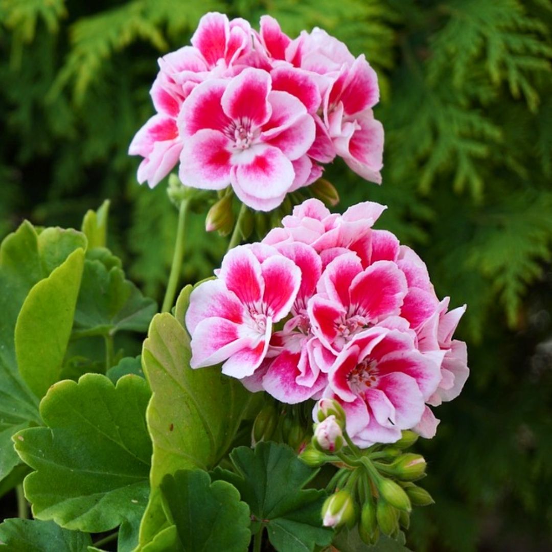 Pembe Sardunya fidesi - Pelargonium X Zonale - Clasic Pink splash