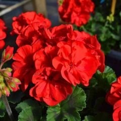 Kırmızı Sardunya fidesi - Pelargonium X Zonale - Clasic Red