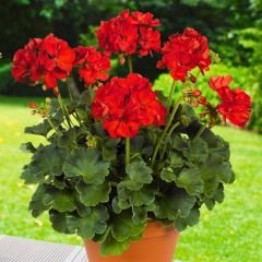 Kırmızı Sardunya fidesi - Pelargonium X Zonale - Clasic Red