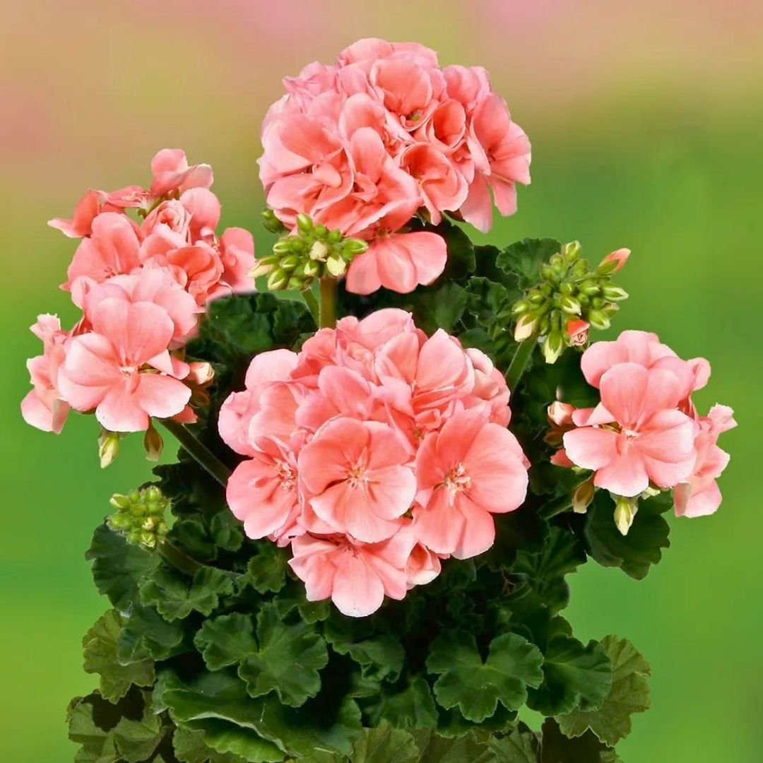 Somon Sardunya fidesi - Pelargonium X Zonale - Clasic Somon