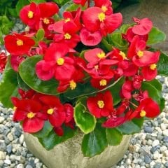 Begonya - Kırmızı - Küçük Hanım Çiçeği Fidesi - begonia
