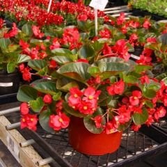 Begonya - Kırmızı - Küçük Hanım Çiçeği Fidesi - begonia