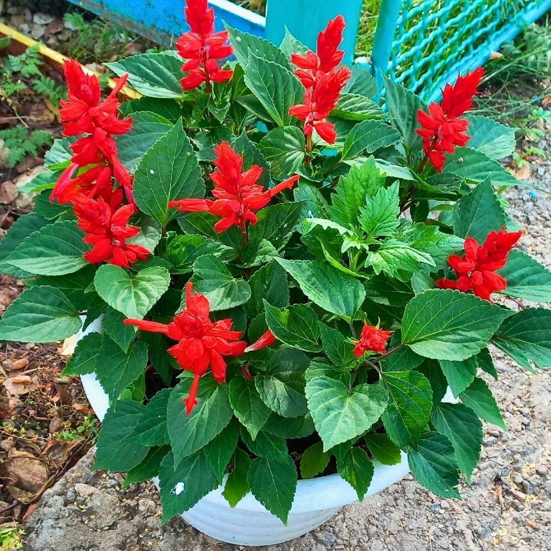 ﻿Ateş Çiçeği Fidesi Kırmızı - Salvia Splendens - Kızıl Adaçayı