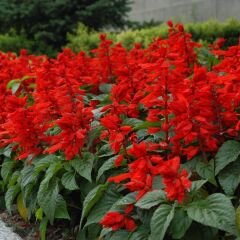 ﻿Ateş Çiçeği Fidesi Kırmızı - Salvia Splendens - Kızıl Adaçayı