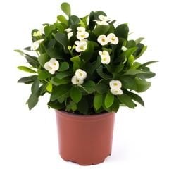 Dikenler Tacı Fidanı Beyaz - Milli Çiçeği - Euphorbia