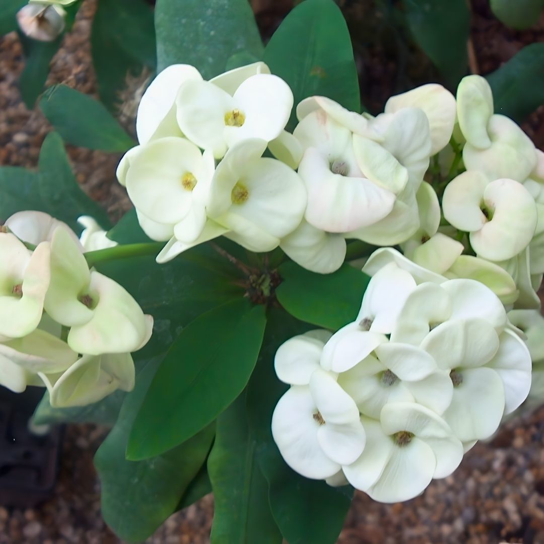 Dikenler Tacı Fidanı Beyaz - Milli Çiçeği - Euphorbia