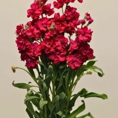 ﻿Şebboy Çiçeği Fidesi Kokulu Kırmızı - Matthiola Incana
