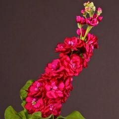 ﻿Şebboy Çiçeği Fidesi Kokulu Kırmızı - Matthiola Incana