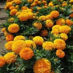 İri Kafa Kadife Çiçeği Fidesi Turuncu - African Marigold