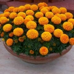 İri Kafa Kadife Çiçeği Fidesi Turuncu - African Marigold