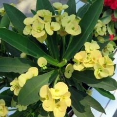 Dikenler Tacı Saksıda Sarı - Milli Çiçeği - Euphorbia