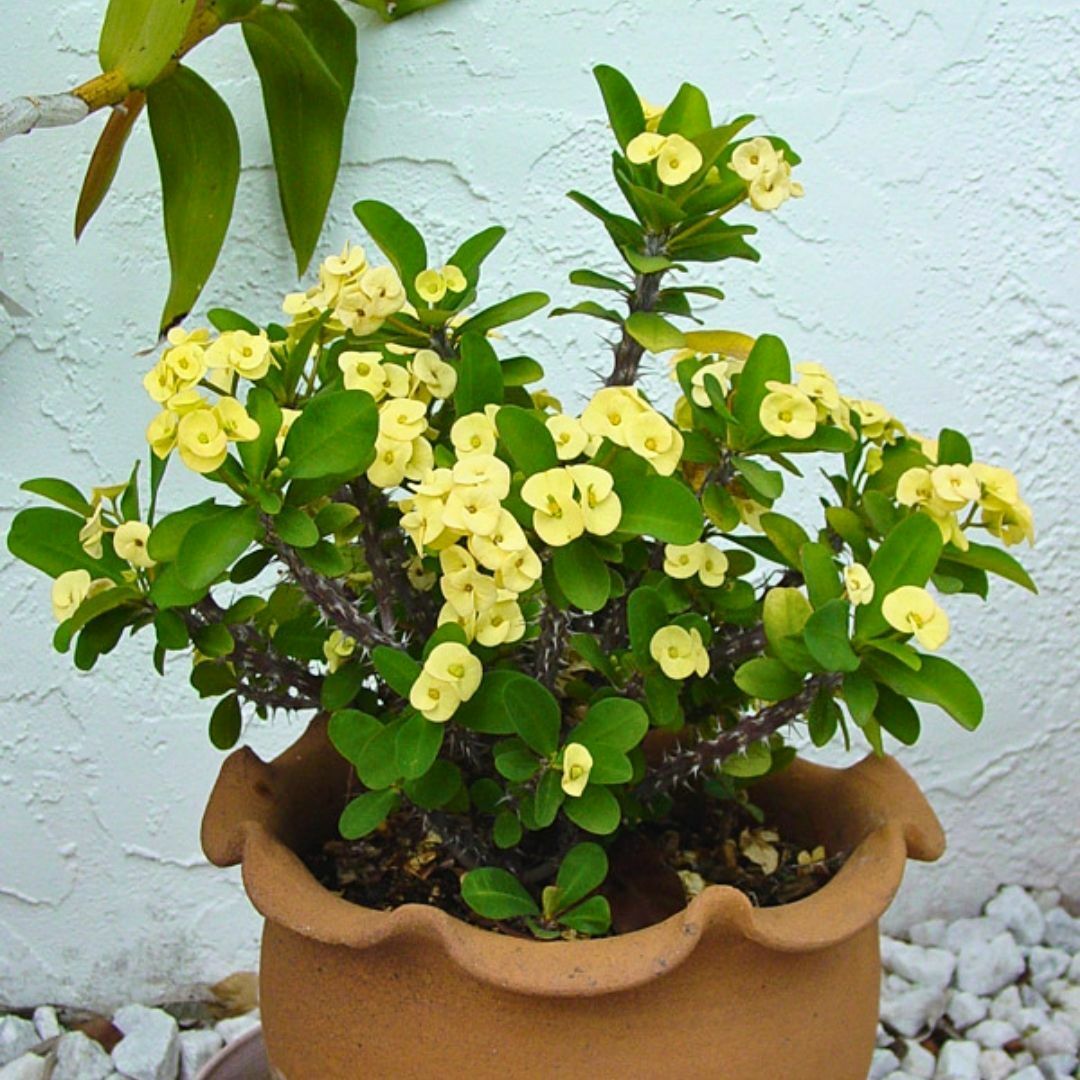 Dikenler Tacı Saksıda Sarı - Milli Çiçeği - Euphorbia