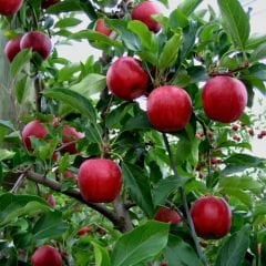 Star Crimson Kırmızı Elma Ağacı Fidanı